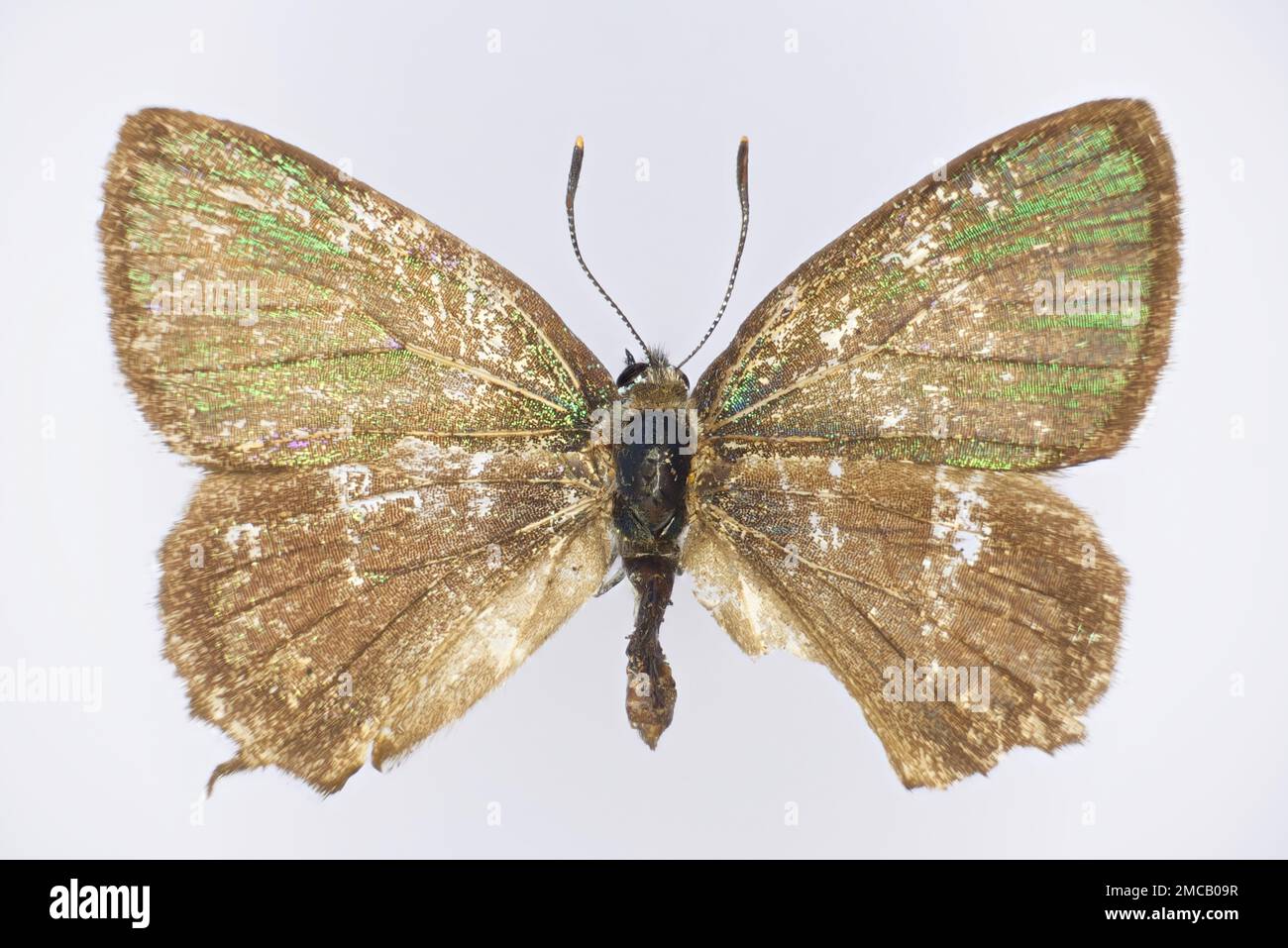 The green hairstreak, Callophrys rubi, (family Lycaenidae), a butterfly. Lower side of a 50 years old specimen from butterfly collection. Stock Photo