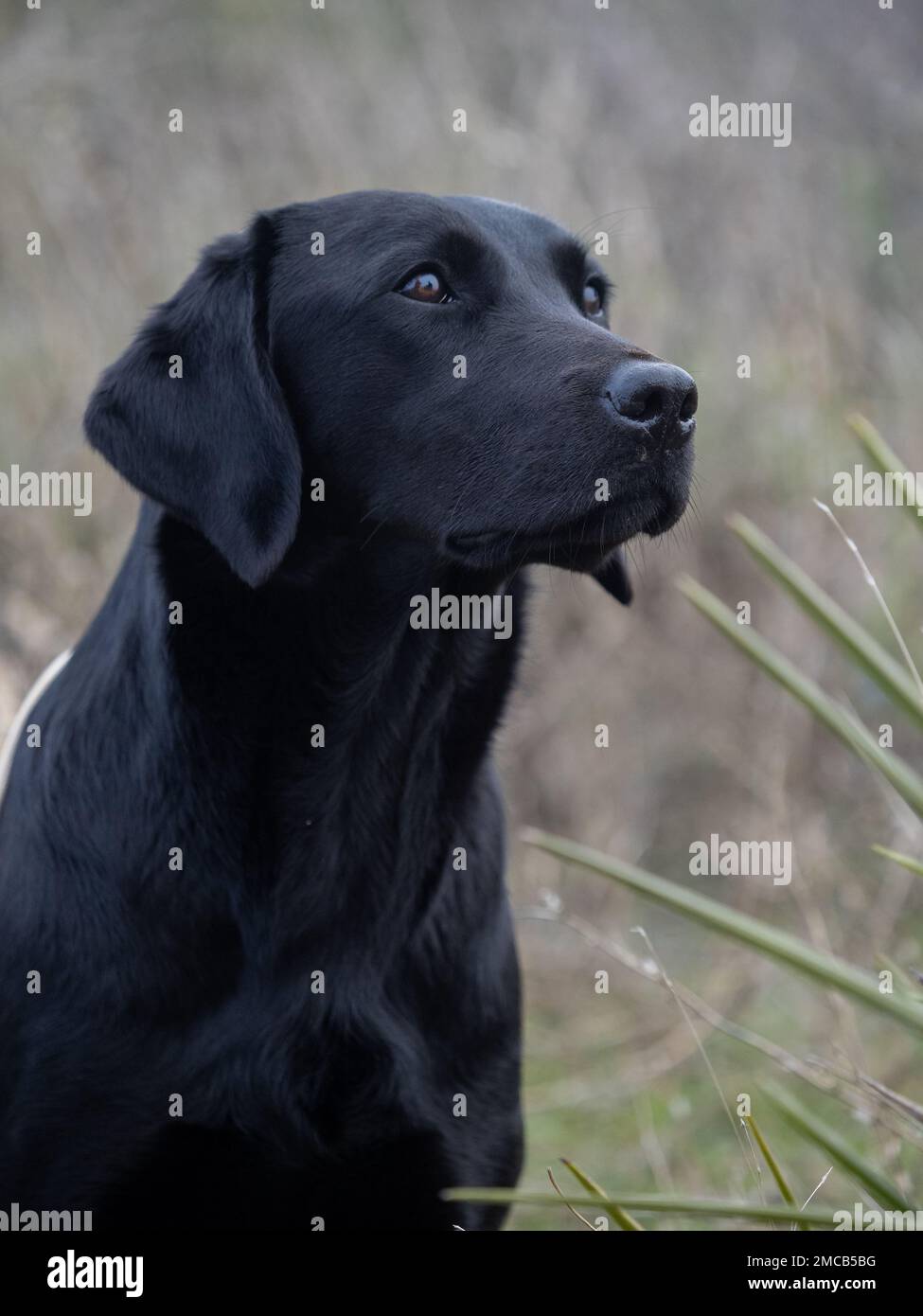 Labrador Retriever purebred dog head in black color Stock Photo Alamy
