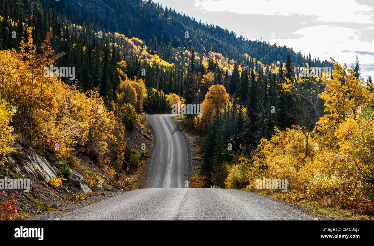 The road to Atlin, British Columbia, northern Canada, with golden Aspen and Poplar trees in early fall.  Narrow gravel road alongside Atlin Lake. Stock Photo
