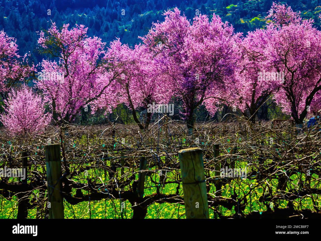Wonderful Cherry Trees In Vineyards Stock Photo