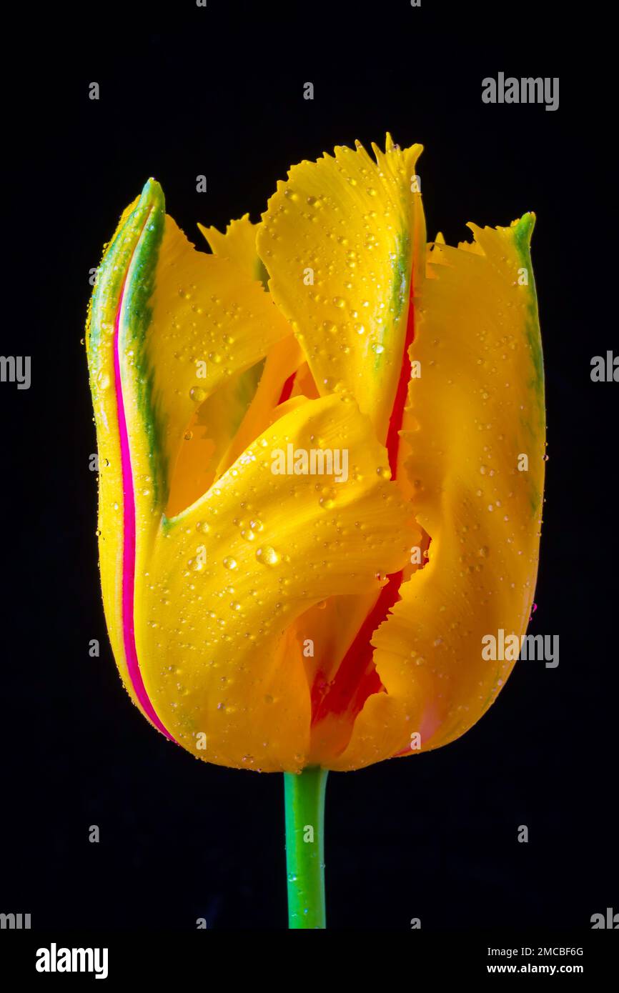 Lovely Yellow French Tulip Stock Photo