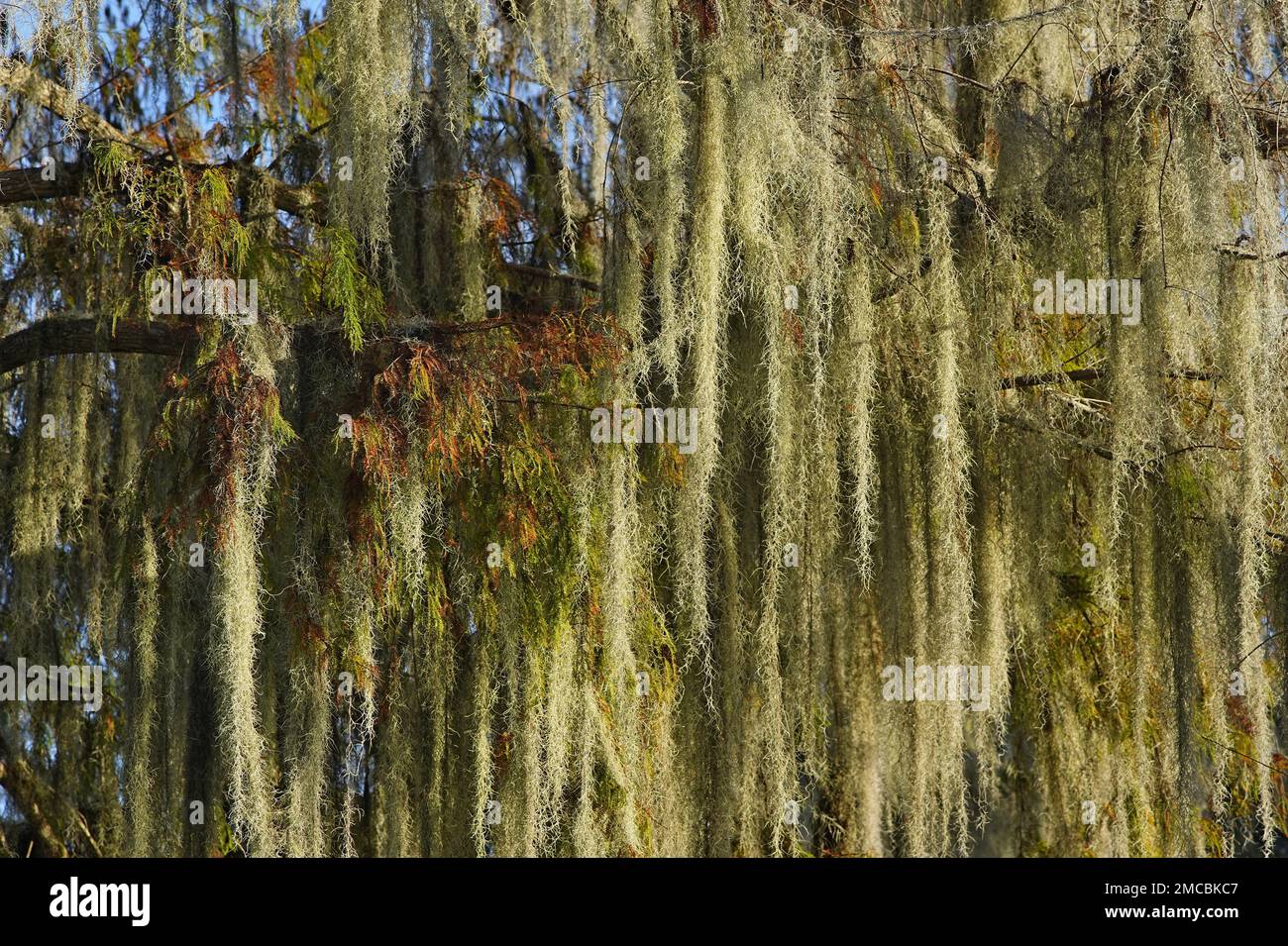Spanish moss (Tillandsia usneoides), growing on oak tree in Savannah, Georgia Stock Photo