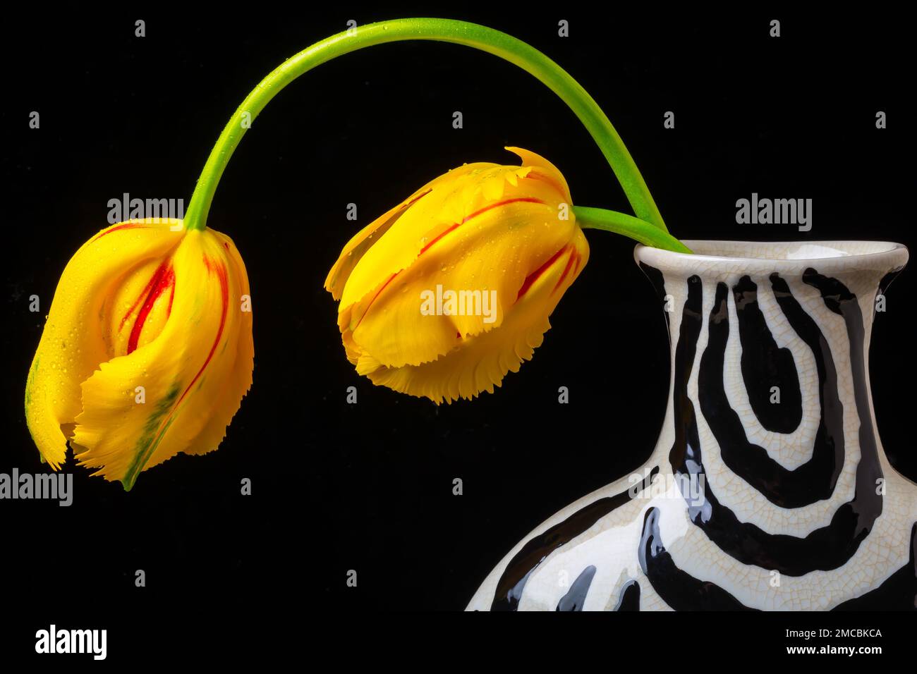 Two French Tulips In Striped Vase Stock Photo