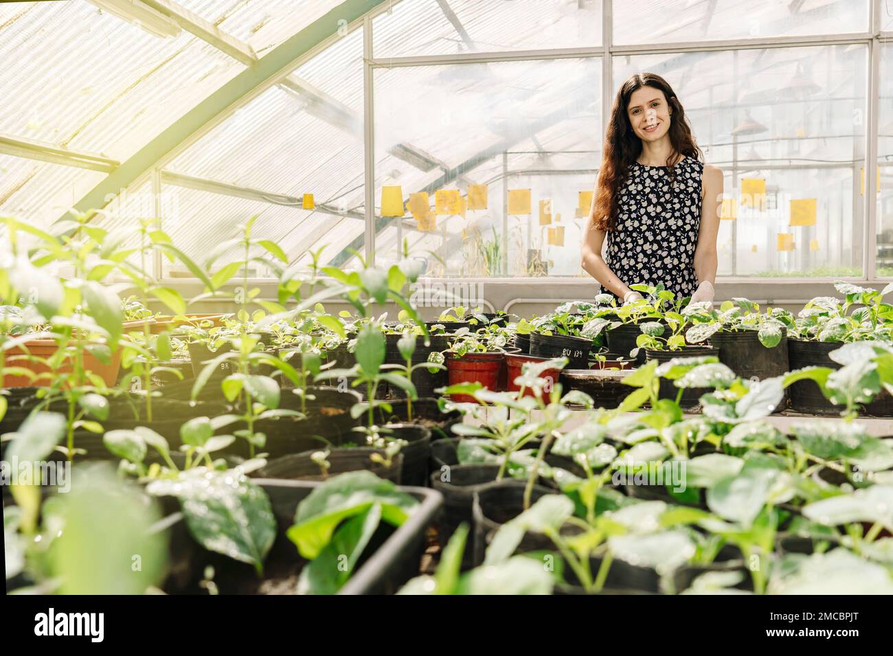 Female scientist examining plants in a greenhouse standing smiling and looking at camera. Large General View Stock Photo