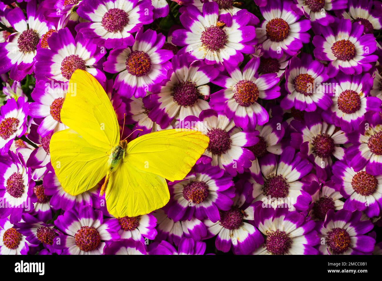 Yellow Butterfly On Percallis Flowers Stock Photo