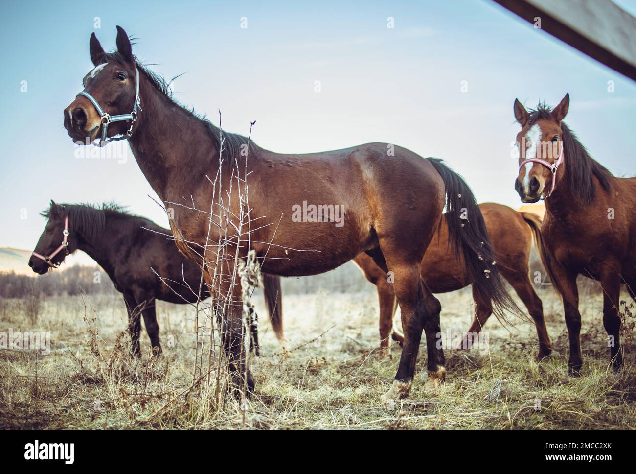 Beautiful brown horses standing in the grass field. Stock Photo