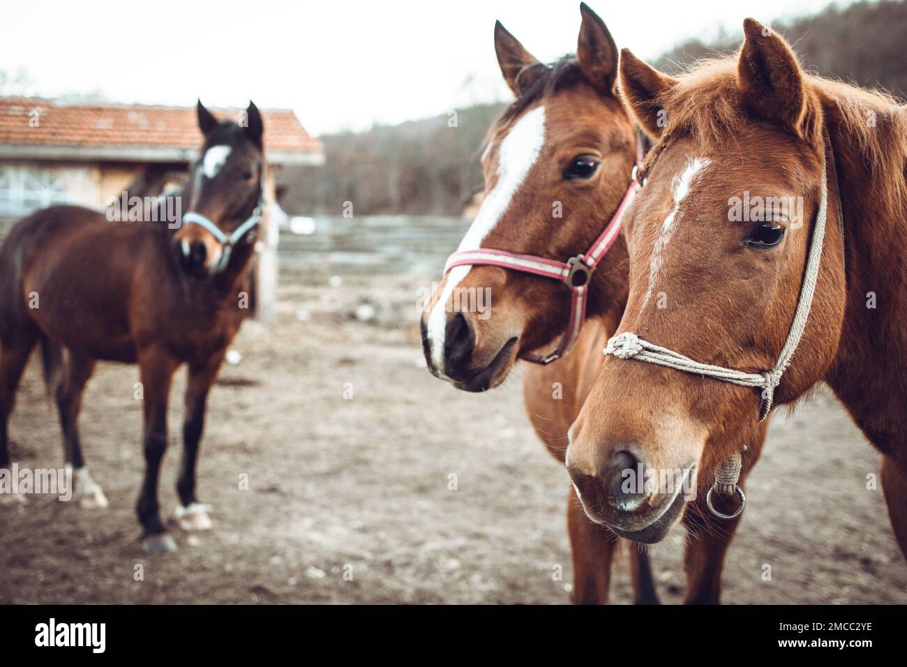 Beautiful brown horses standing in the grass field Stock Photo - Alamy