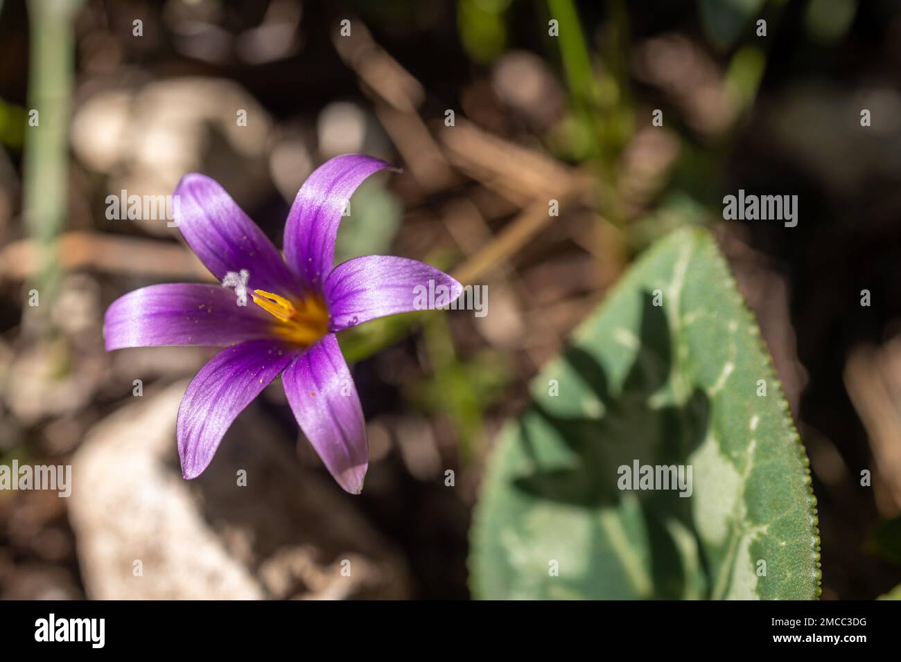 romulea phoenicia mouterde wild flowers of Israel. Flora of the Mediterranean coast. Stock Photo