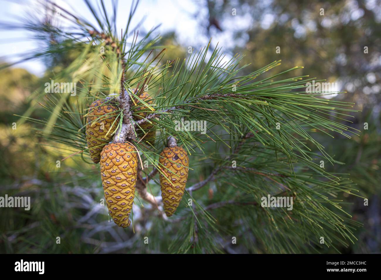 Pine branches with young cones against the blue sky Stock Photo