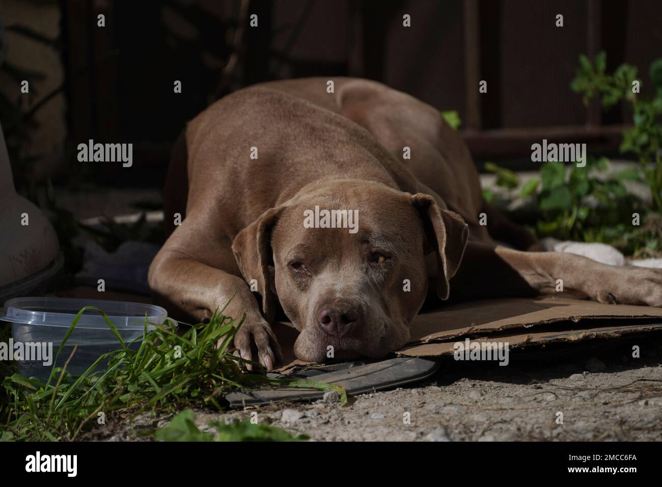 Chato, the dog of murdered journalist Lourdes Maldonado, lays on the