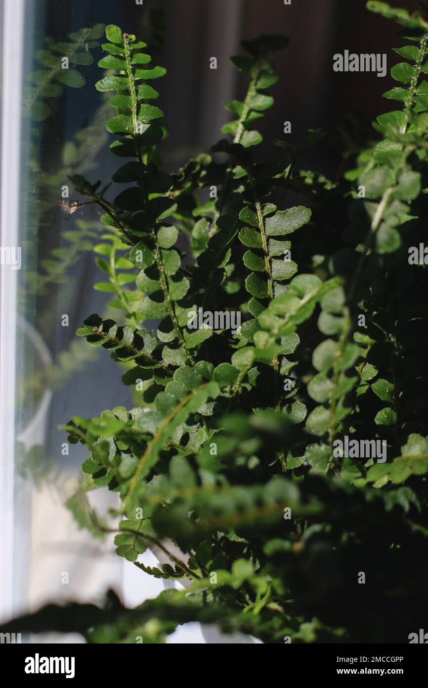 close up of fern leaves plant in a pot, blurred background  Stock Photo