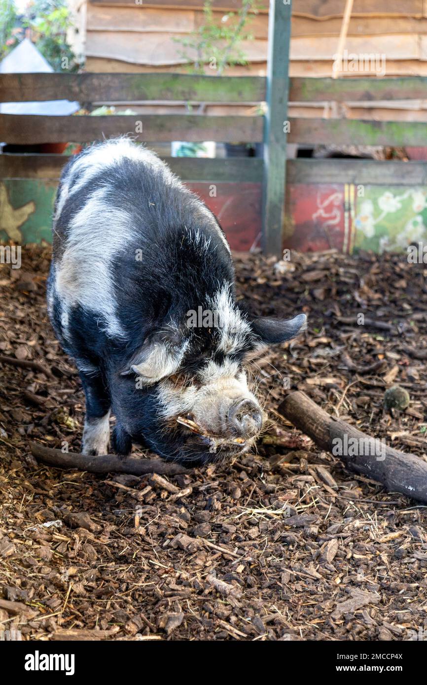 Black and white kunekune pig at Spitalfields City Farm, London, UK Stock Photo