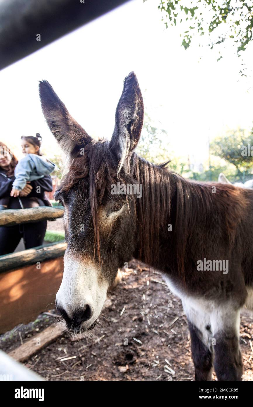 Donkey in an enclosure at Spitalfields City Farm, London, UK Stock Photo