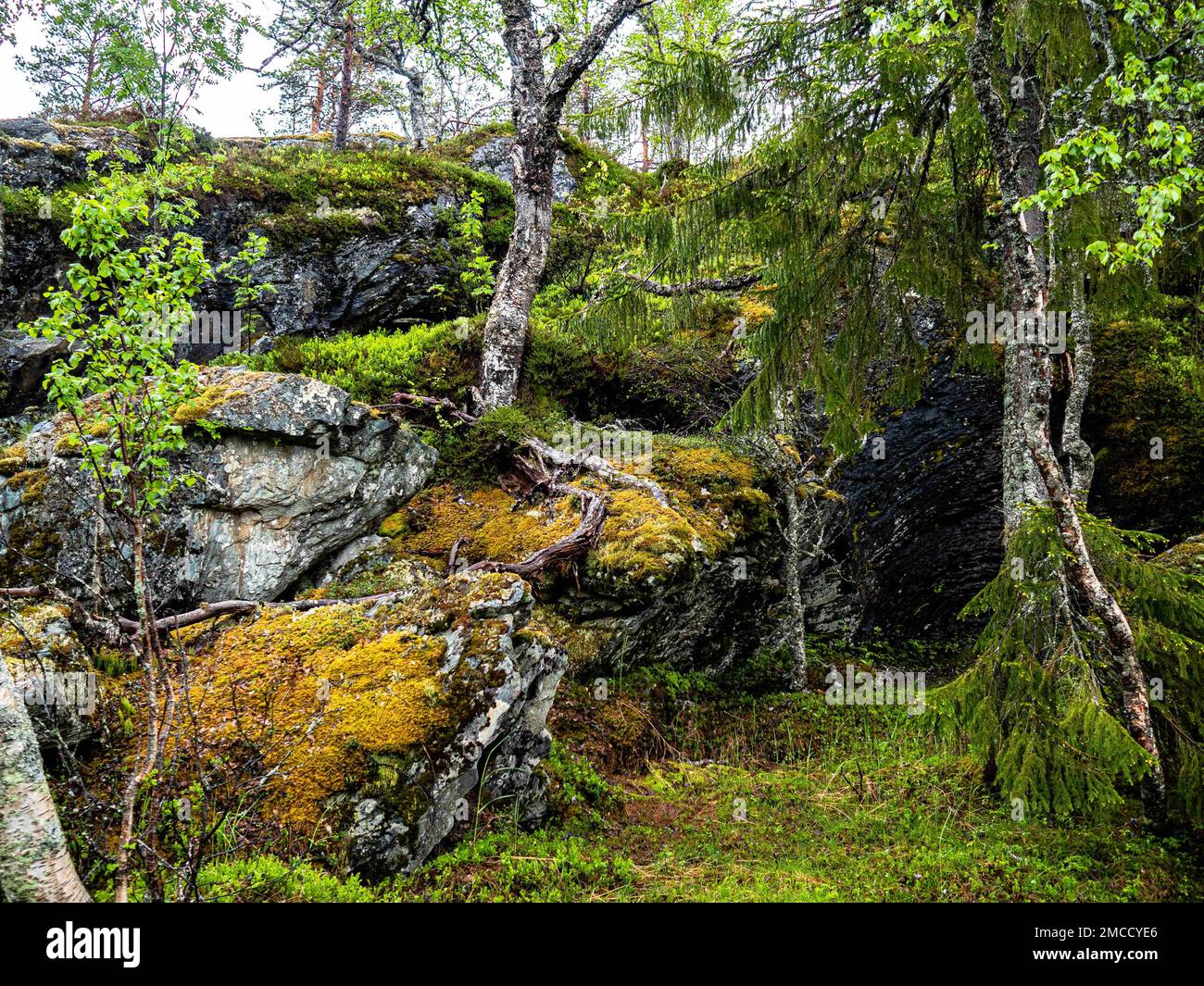 June 15, 2022, Close to the Norwerian-Swedish b, Nord-TrÃ¸ndelag, Norway: A view of trees growing on a rock wall. Nordic countries all boast unique landscapes that can only be found there, so it's no surprise that Scandinavian countries receive countless tourists all year round. Sweden also has more than a thousand miles of coastline. Everyone in Sweden can enjoy the forests, the mountains, the lakes, and the seaside because of the so-called everyman's Right. Far up in the North, the summers are particularly special because, for a few weeks, the sun doesn't set at all, still shining at midni Stock Photo