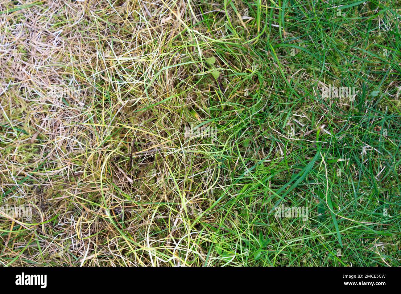 Background, green-yellow gradient grass, abstract. Stock Photo