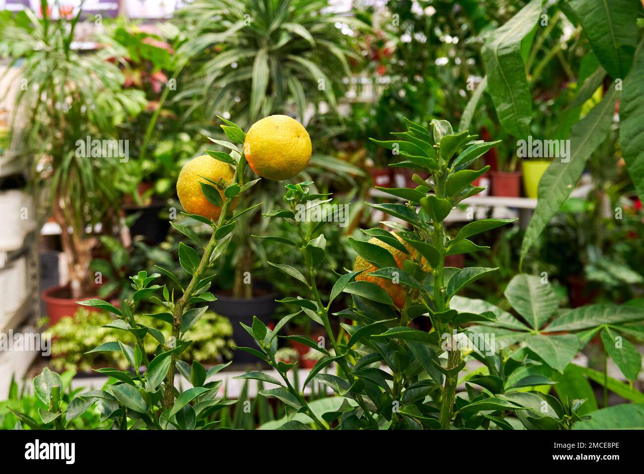 Mandarin tree with fruits in a flower shop Stock Photo Alamy