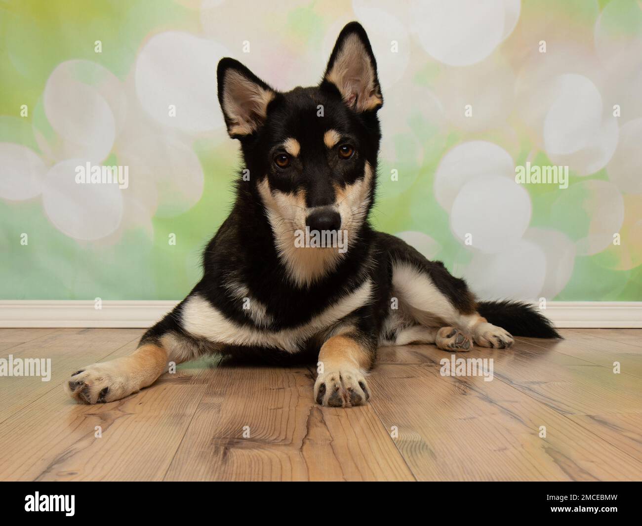 cute black and beige husky mix puppy dog lying down looking at