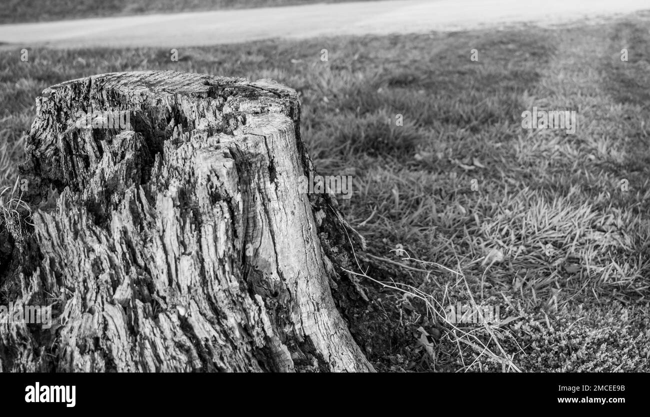 Old rotting tree stump showing age and decay from many years stock
