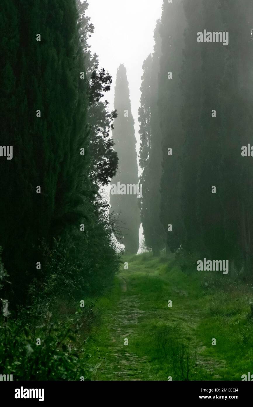 Pathway through alley of Cypress trees in the fog, Tuscany, Italy Stock Photo