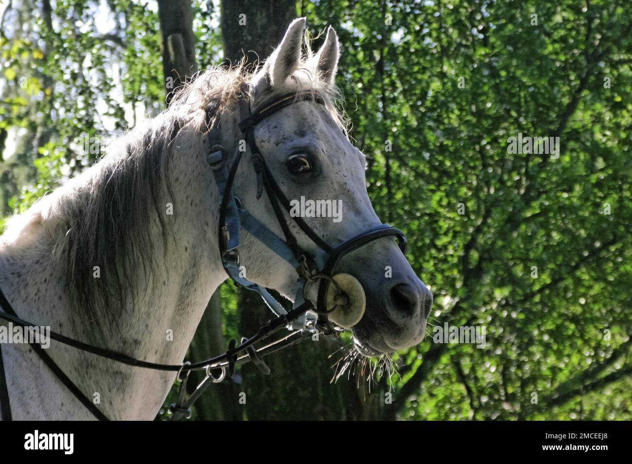 Close-up portrait of Arabian horse, Tuscany, Italy Stock Photo