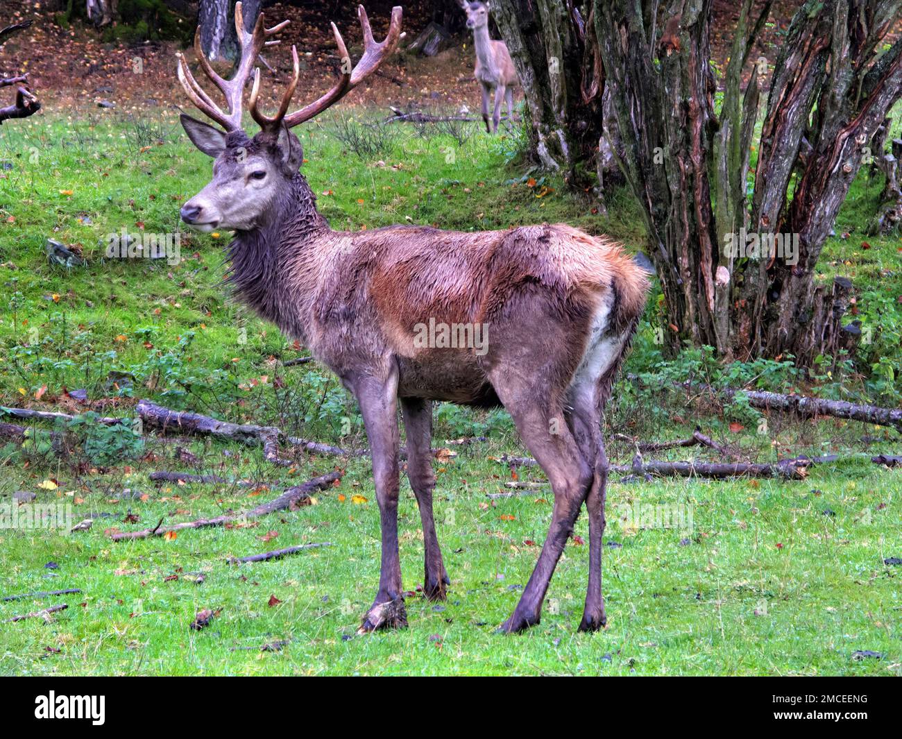 Male Red Deer (Cervus elaphus) on a meadow in National Park Bavarian Forest, Bavaria, Germany Stock Photo