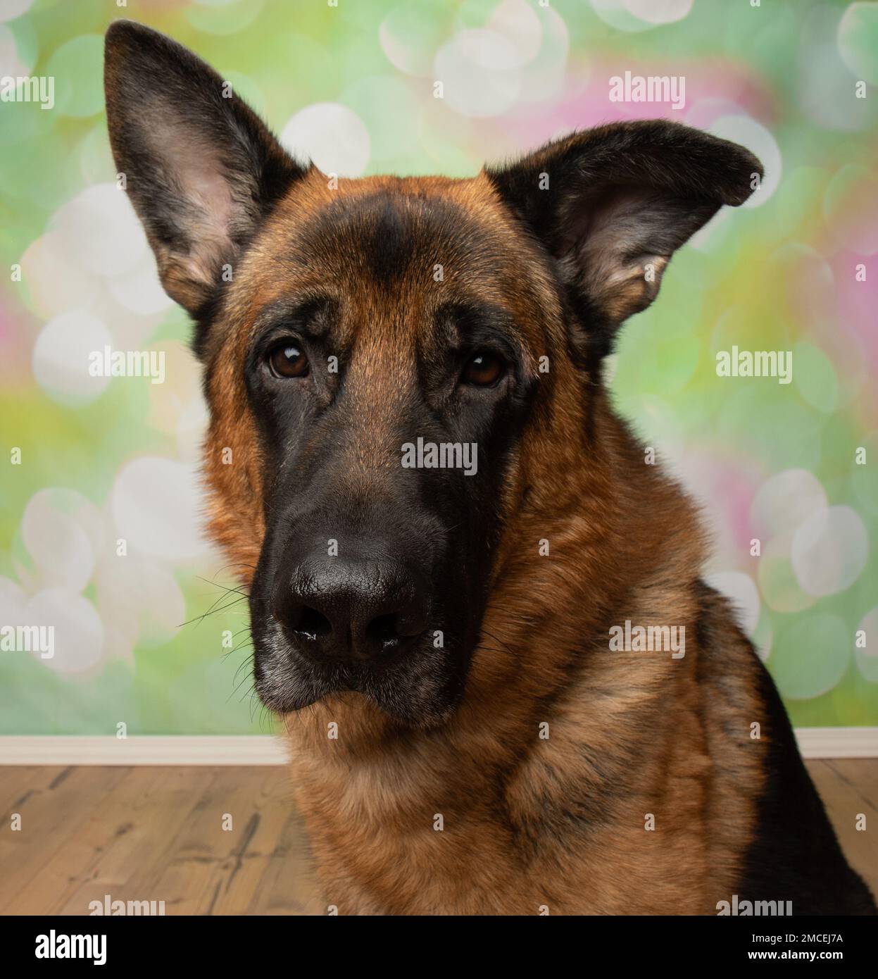 cute black and tan german shepherd puppy dog looking at camera