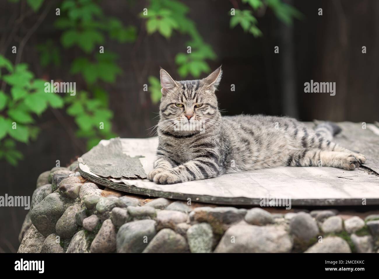 Lazy young tabby cat resting in summer garden Stock Photo - Alamy