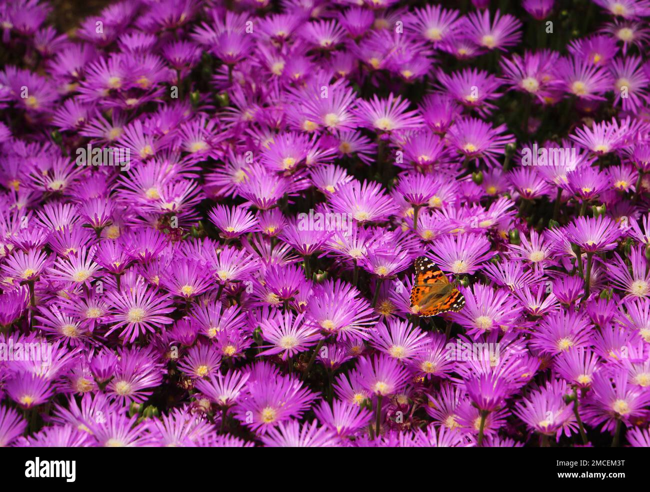 West Coast Lady butterfly on purple ice plant on a sunny summer day in Colorado, United States Stock Photo