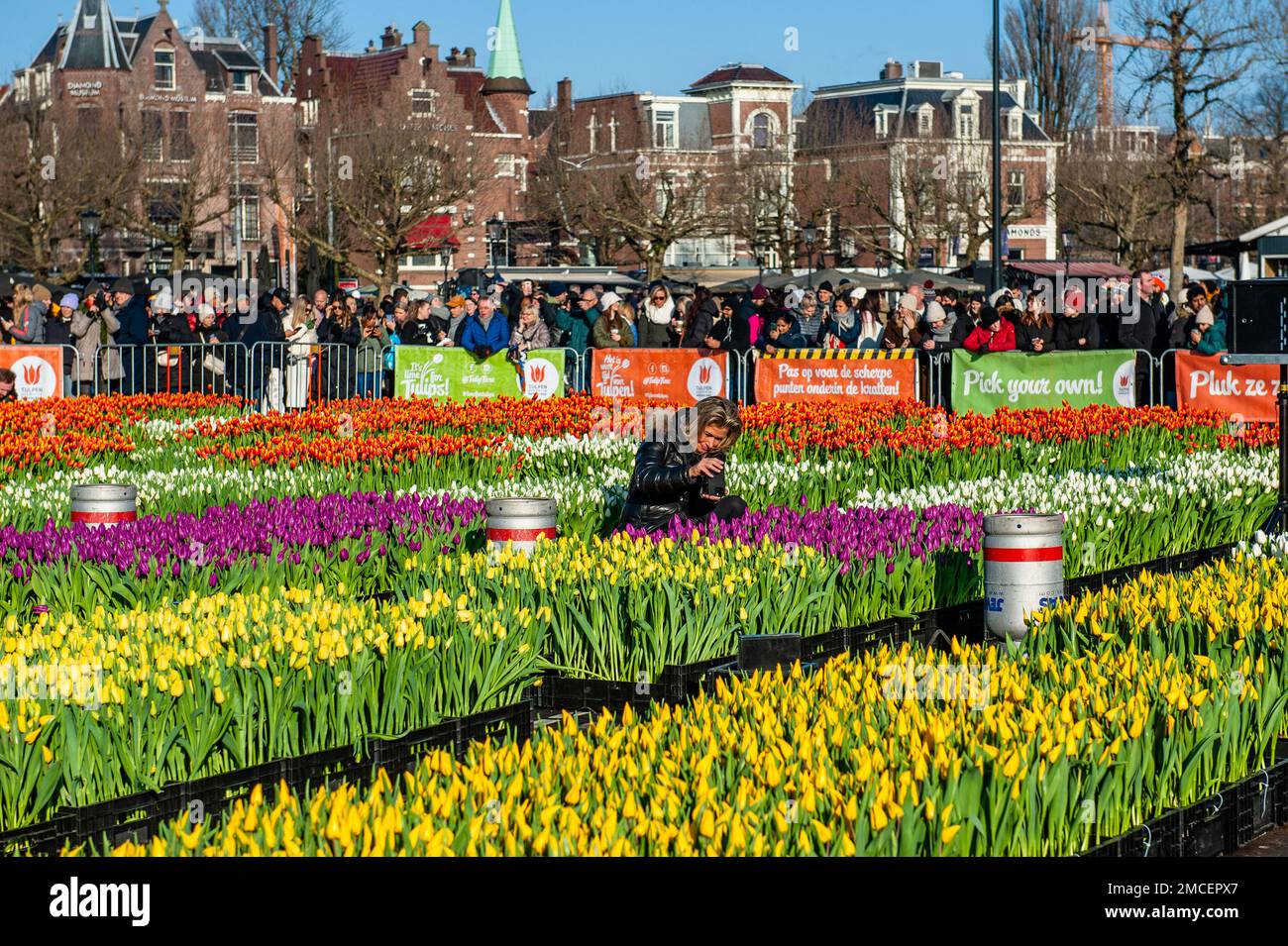 A woman seen taking a photo of the tulips. Each year on the 3rd Saturday of January, the National Tulip Day is celebrated in Amsterdam. Dutch tulip growers built a huge picking garden with more than 200,000 colorful tulips at the Museumplein in Amsterdam. Visitors are allowed to pick tulips for free. The event was opened by Olympic skating champion, Irene Schouten. Prior to the opening, she christened a new tulip: Tulipa 'Dutch Pearl' as a reference to the world - famous painting 'The girl with a pearl earring' by Johannes Vermeer. Stock Photo