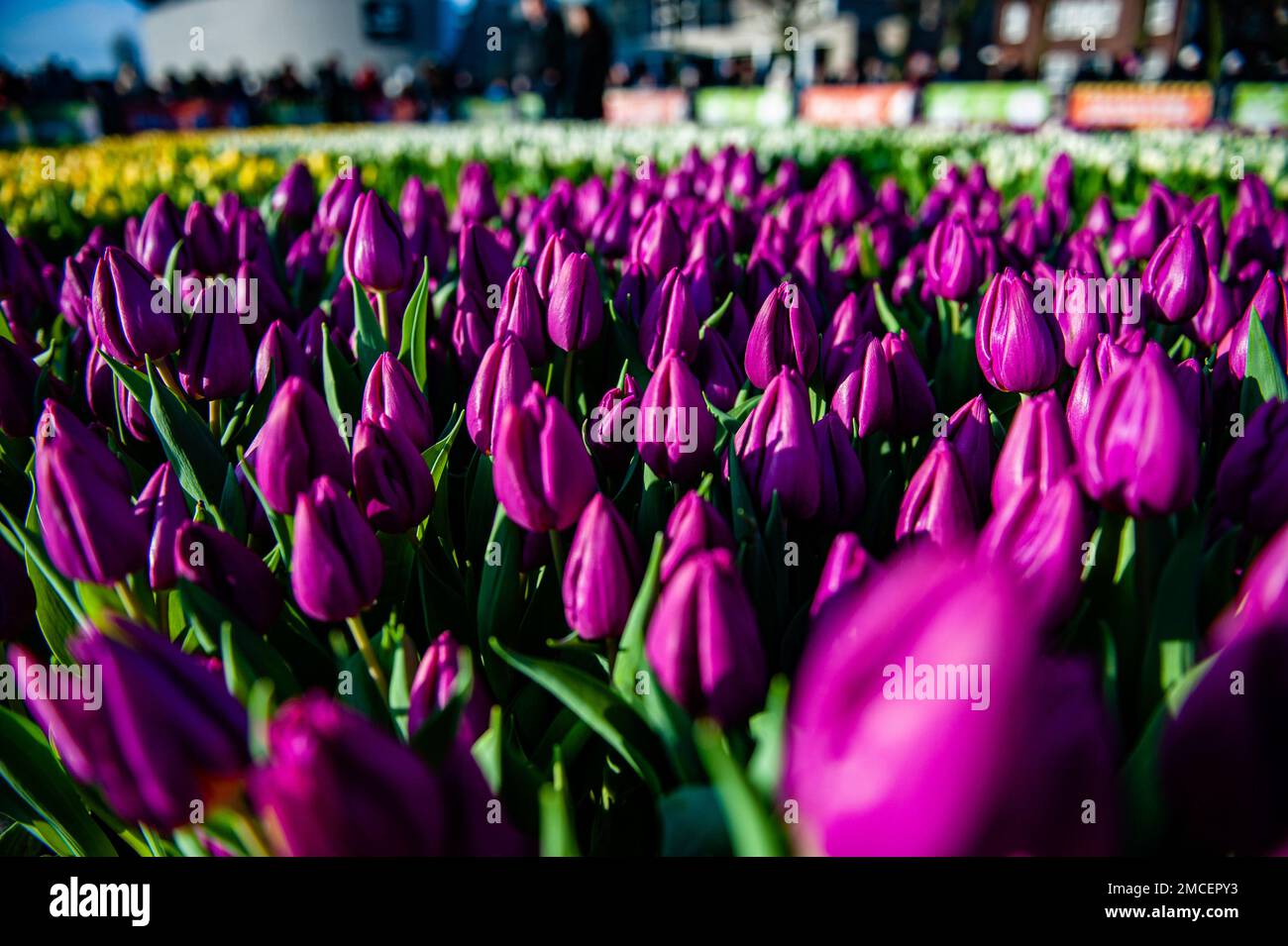 General view of hundreds of purple tulips. Each year on the 3rd Saturday of January, the National Tulip Day is celebrated in Amsterdam. Dutch tulip growers built a huge picking garden with more than 200,000 colorful tulips at the Museumplein in Amsterdam. Visitors are allowed to pick tulips for free. The event was opened by Olympic skating champion, Irene Schouten. Prior to the opening, she christened a new tulip: Tulipa 'Dutch Pearl' as a reference to the world - famous painting 'The girl with a pearl earring' by Johannes Vermeer. Stock Photo