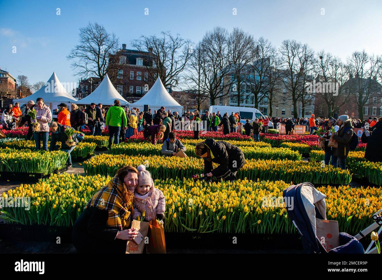 A woman seen posing with her daughter surrounded by hundreds of tulips. Each year on the 3rd Saturday of January, the National Tulip Day is celebrated in Amsterdam. Dutch tulip growers built a huge picking garden with more than 200,000 colorful tulips at the Museumplein in Amsterdam. Visitors are allowed to pick tulips for free. The event was opened by Olympic skating champion, Irene Schouten. Prior to the opening, she christened a new tulip: Tulipa 'Dutch Pearl' as a reference to the world - famous painting 'The girl with a pearl earring' by Johannes Vermeer. Stock Photo
