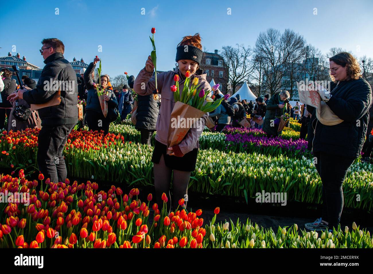 A woman seen putting another tulip in her paper bag. Each year on the 3rd Saturday of January, the National Tulip Day is celebrated in Amsterdam. Dutch tulip growers built a huge picking garden with more than 200,000 colorful tulips at the Museumplein in Amsterdam. Visitors are allowed to pick tulips for free. The event was opened by Olympic skating champion, Irene Schouten. Prior to the opening, she christened a new tulip: Tulipa 'Dutch Pearl' as a reference to the world - famous painting 'The girl with a pearl earring' by Johannes Vermeer. Stock Photo