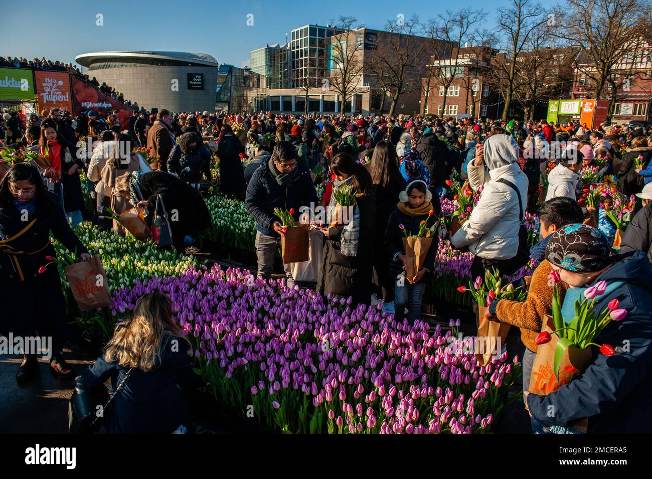 General view of the people having a great time while taking tulips for free. Each year on the 3rd Saturday of January, the National Tulip Day is celebrated in Amsterdam. Dutch tulip growers built a huge picking garden with more than 200,000 colorful tulips at the Museumplein in Amsterdam. Visitors are allowed to pick tulips for free. The event was opened by Olympic skating champion, Irene Schouten. Prior to the opening, she christened a new tulip: Tulipa 'Dutch Pearl' as a reference to the world - famous painting 'The girl with a pearl earring' by Johannes Vermeer. Stock Photo