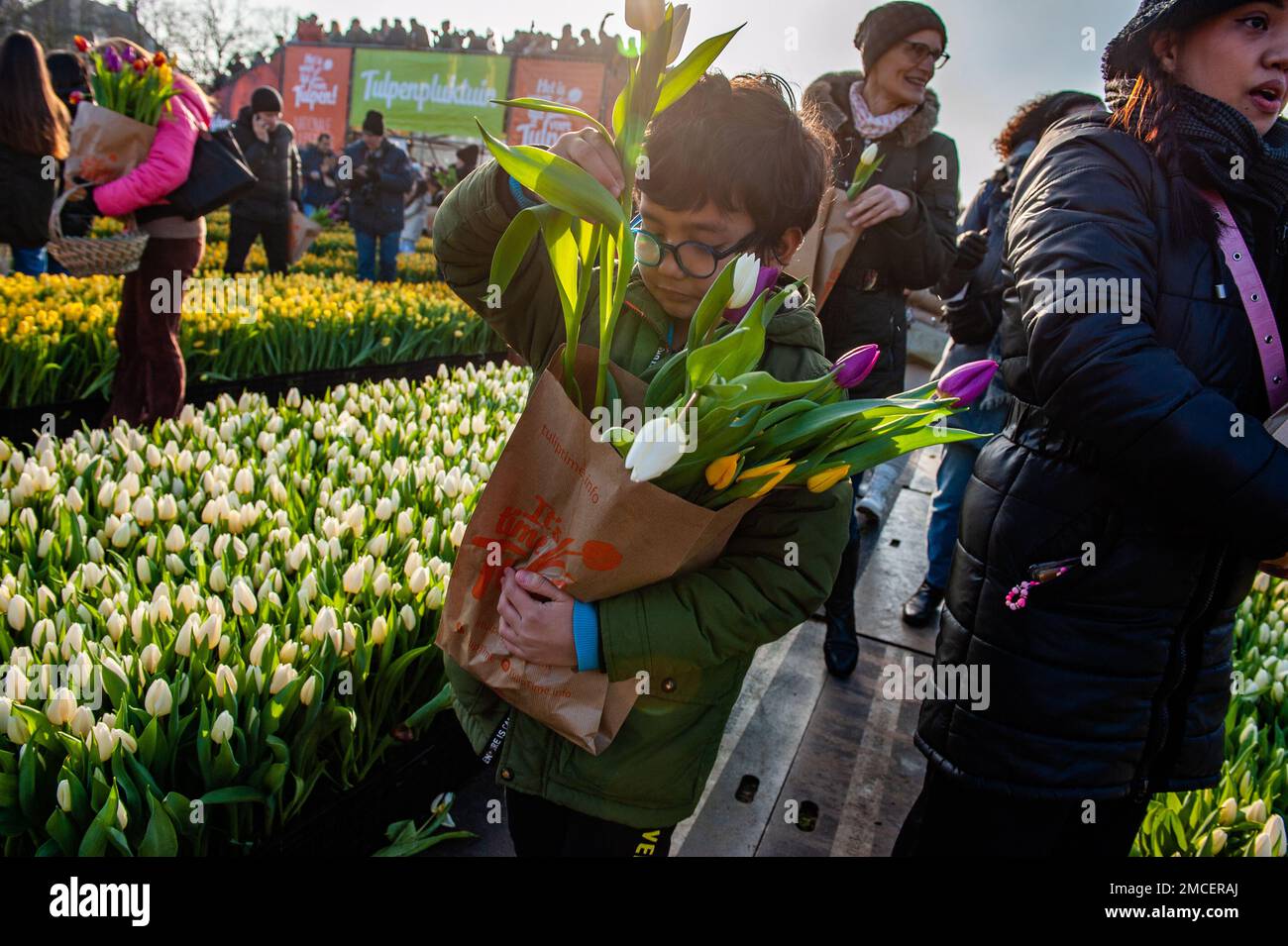 A little boy seen holding a paper bag full of tulips. Each year on the 3rd Saturday of January, the National Tulip Day is celebrated in Amsterdam. Dutch tulip growers built a huge picking garden with more than 200,000 colorful tulips at the Museumplein in Amsterdam. Visitors are allowed to pick tulips for free. The event was opened by Olympic skating champion, Irene Schouten. Prior to the opening, she christened a new tulip: Tulipa 'Dutch Pearl' as a reference to the world - famous painting 'The girl with a pearl earring' by Johannes Vermeer. Stock Photo