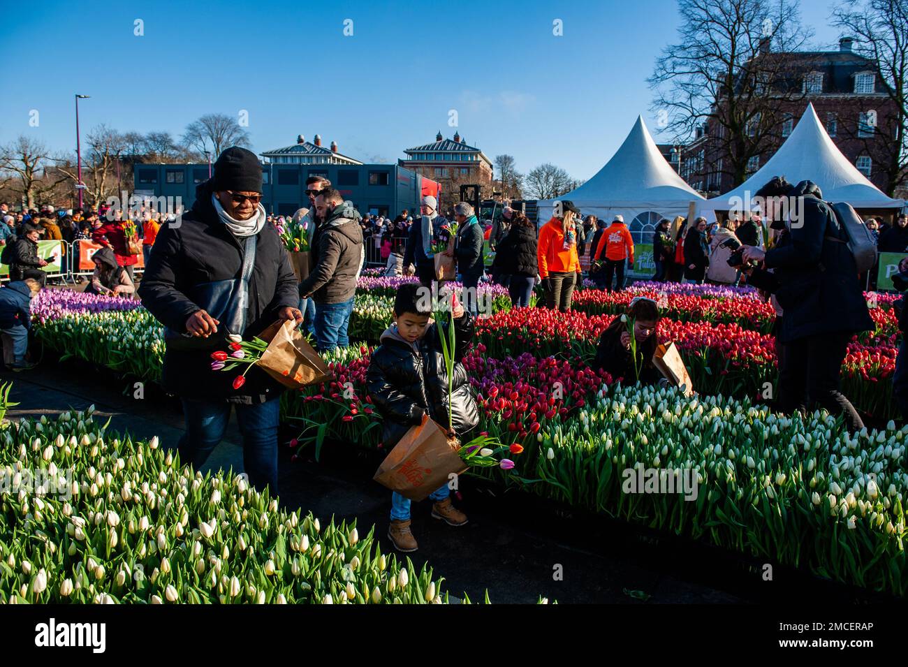 A father and his son are seen walking with paper bags full of tulips. Each year on the 3rd Saturday of January, the National Tulip Day is celebrated in Amsterdam. Dutch tulip growers built a huge picking garden with more than 200,000 colorful tulips at the Museumplein in Amsterdam. Visitors are allowed to pick tulips for free. The event was opened by Olympic skating champion, Irene Schouten. Prior to the opening, she christened a new tulip: Tulipa 'Dutch Pearl' as a reference to the world - famous painting 'The girl with a pearl earring' by Johannes Vermeer. Stock Photo
