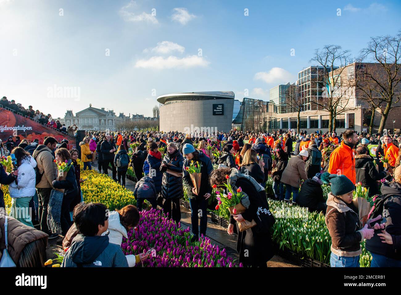 People are seen taking bunches of tulips for free. Each year on the 3rd Saturday of January, the National Tulip Day is celebrated in Amsterdam. Dutch tulip growers built a huge picking garden with more than 200,000 colorful tulips at the Museumplein in Amsterdam. Visitors are allowed to pick tulips for free. The event was opened by Olympic skating champion, Irene Schouten. Prior to the opening, she christened a new tulip: Tulipa 'Dutch Pearl' as a reference to the world - famous painting 'The girl with a pearl earring' by Johannes Vermeer. Stock Photo