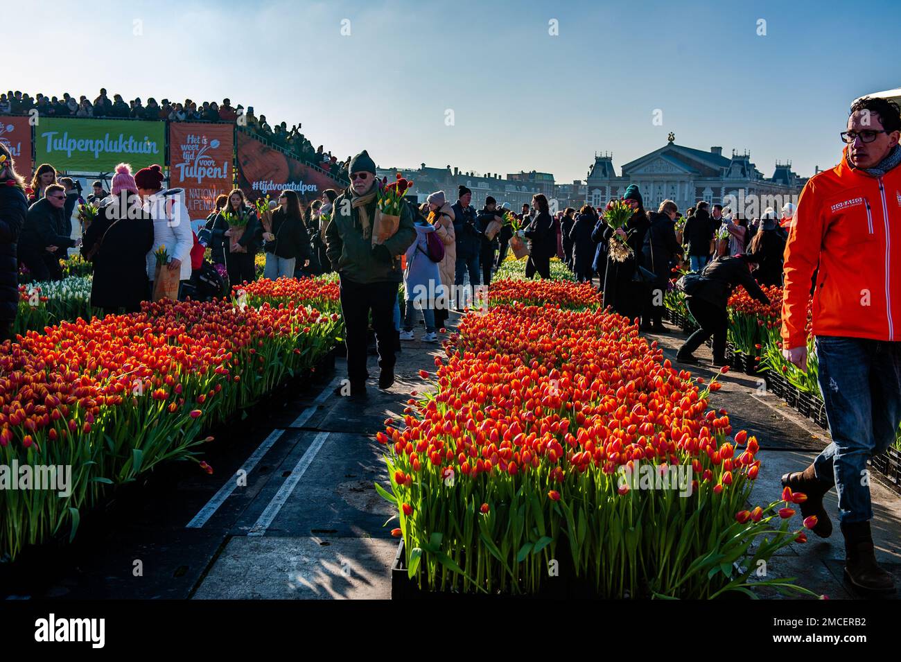 A man seen proudly walking with his bunch of tulips. Each year on the 3rd Saturday of January, the National Tulip Day is celebrated in Amsterdam. Dutch tulip growers built a huge picking garden with more than 200,000 colorful tulips at the Museumplein in Amsterdam. Visitors are allowed to pick tulips for free. The event was opened by Olympic skating champion, Irene Schouten. Prior to the opening, she christened a new tulip: Tulipa 'Dutch Pearl' as a reference to the world - famous painting 'The girl with a pearl earring' by Johannes Vermeer. Stock Photo