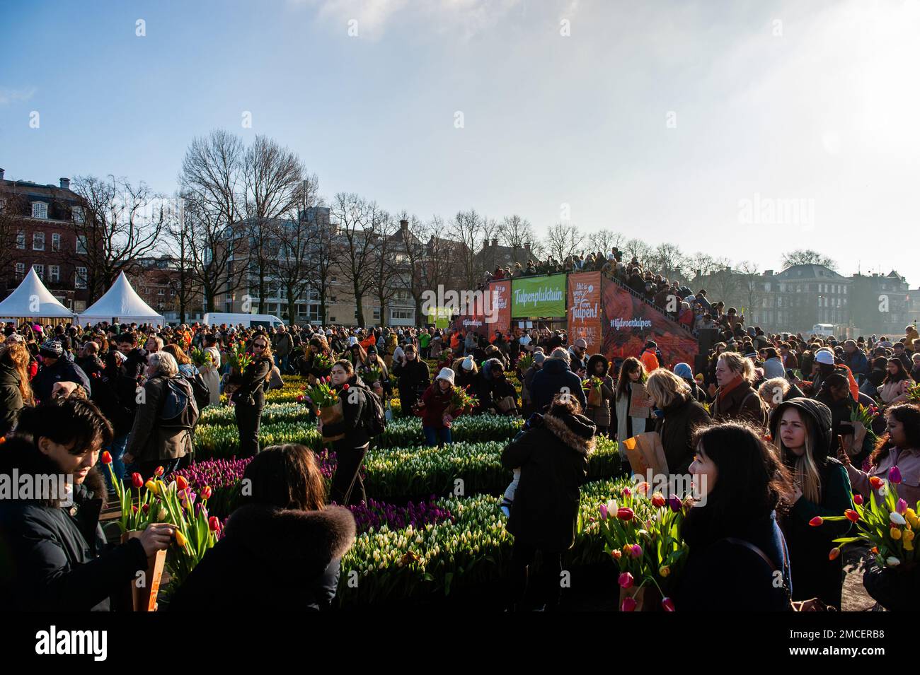 Thousands of people are seen taking tulips for free. Each year on the 3rd Saturday of January, the National Tulip Day is celebrated in Amsterdam. Dutch tulip growers built a huge picking garden with more than 200,000 colorful tulips at the Museumplein in Amsterdam. Visitors are allowed to pick tulips for free. The event was opened by Olympic skating champion, Irene Schouten. Prior to the opening, she christened a new tulip: Tulipa 'Dutch Pearl' as a reference to the world - famous painting 'The girl with a pearl earring' by Johannes Vermeer. Stock Photo