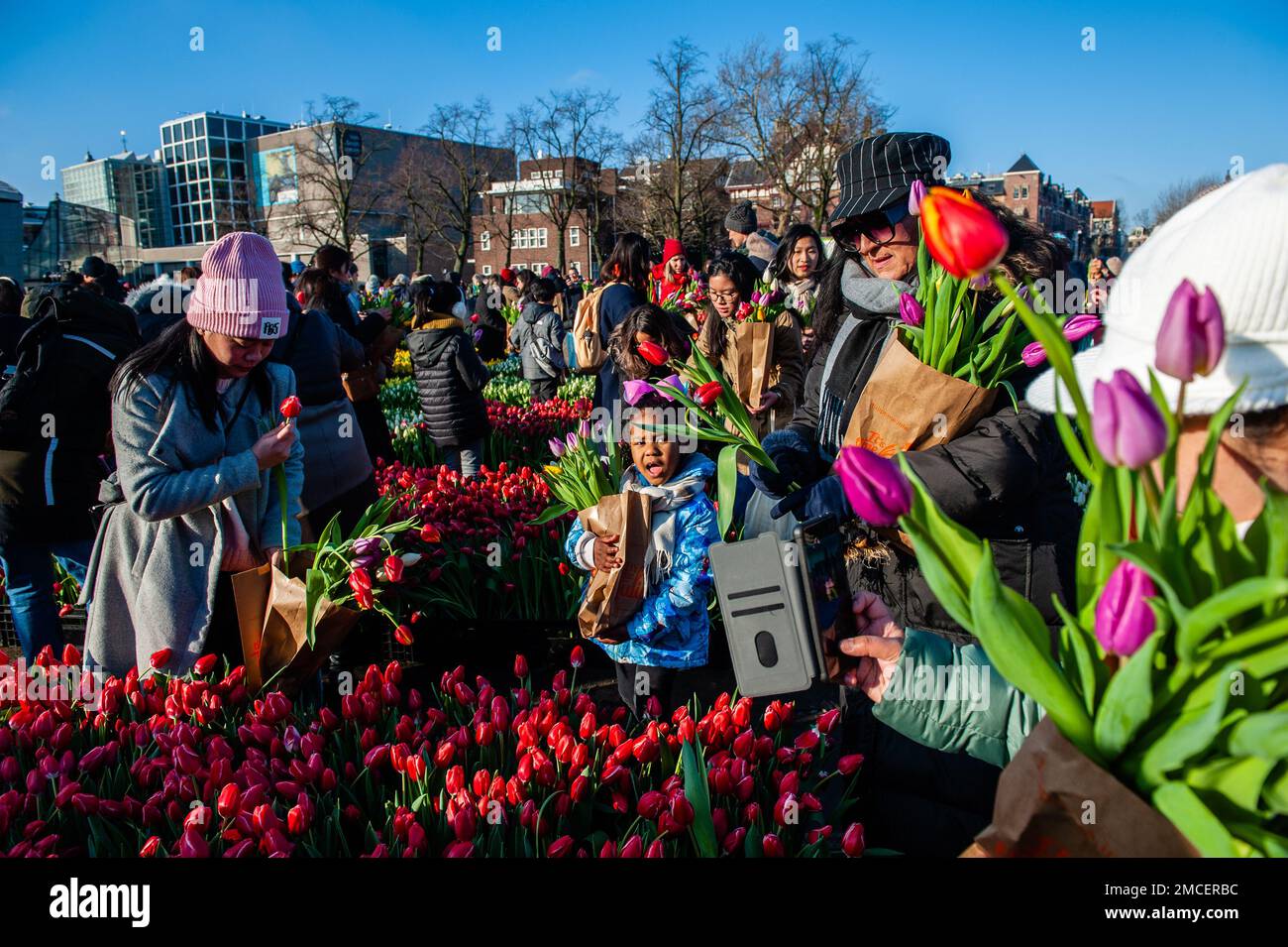 Families are seen choosing tulips for free. Each year on the 3rd Saturday of January, the National Tulip Day is celebrated in Amsterdam. Dutch tulip growers built a huge picking garden with more than 200,000 colorful tulips at the Museumplein in Amsterdam. Visitors are allowed to pick tulips for free. The event was opened by Olympic skating champion, Irene Schouten. Prior to the opening, she christened a new tulip: Tulipa 'Dutch Pearl' as a reference to the world - famous painting 'The girl with a pearl earring' by Johannes Vermeer. Stock Photo
