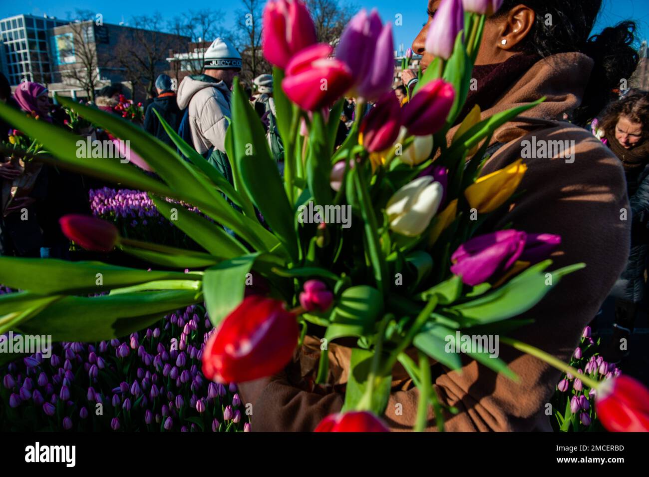 A woman seen walking with a bunch of colorful tulips. Each year on the 3rd Saturday of January, the National Tulip Day is celebrated in Amsterdam. Dutch tulip growers built a huge picking garden with more than 200,000 colorful tulips at the Museumplein in Amsterdam. Visitors are allowed to pick tulips for free. The event was opened by Olympic skating champion, Irene Schouten. Prior to the opening, she christened a new tulip: Tulipa 'Dutch Pearl' as a reference to the world - famous painting 'The girl with a pearl earring' by Johannes Vermeer. Stock Photo