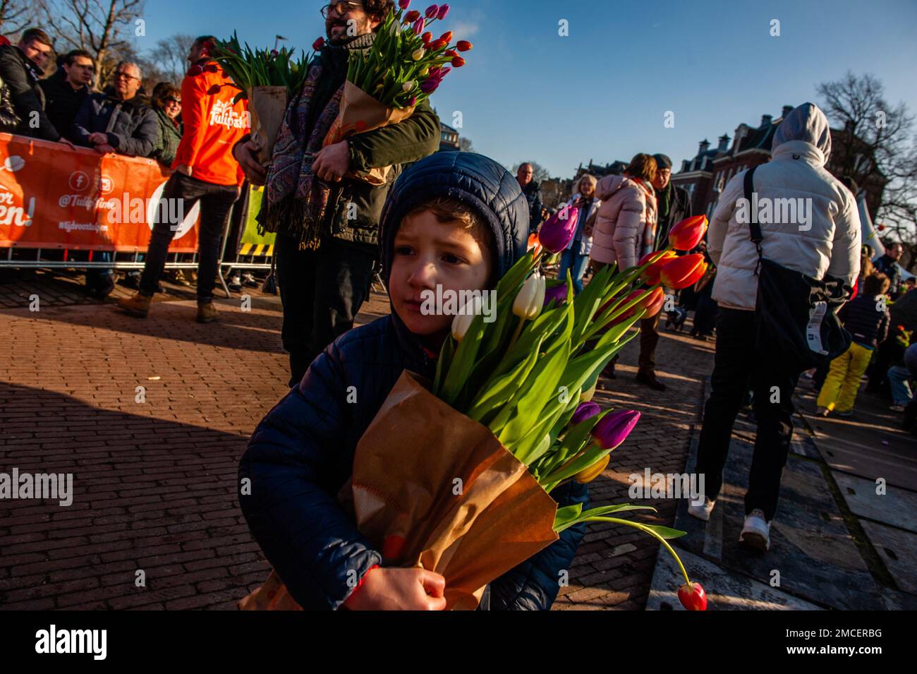 A little boy seen carrying a paper bag full of tulips. Each year on the 3rd Saturday of January, the National Tulip Day is celebrated in Amsterdam. Dutch tulip growers built a huge picking garden with more than 200,000 colorful tulips at the Museumplein in Amsterdam. Visitors are allowed to pick tulips for free. The event was opened by Olympic skating champion, Irene Schouten. Prior to the opening, she christened a new tulip: Tulipa 'Dutch Pearl' as a reference to the world - famous painting 'The girl with a pearl earring' by Johannes Vermeer. Stock Photo