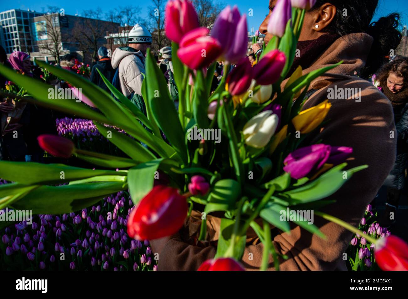A woman seen walking with a bunch of colorful tulips. Each year on the 3rd Saturday of January, the National Tulip Day is celebrated in Amsterdam. Dutch tulip growers built a huge picking garden with more than 200,000 colorful tulips at the Museumplein in Amsterdam. Visitors are allowed to pick tulips for free. The event was opened by Olympic skating champion, Irene Schouten. Prior to the opening, she christened a new tulip: Tulipa 'Dutch Pearl' as a reference to the world - famous painting 'The girl with a pearl earring' by Johannes Vermeer. (Photo by Ana Fernandez/SOPA Images/Sipa USA) Stock Photo