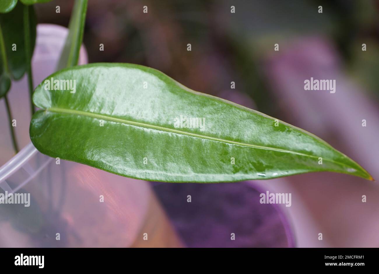 A rippled and long green leaf of Anthurium Lutheri, a rare tropical plant  Stock Photo - Alamy