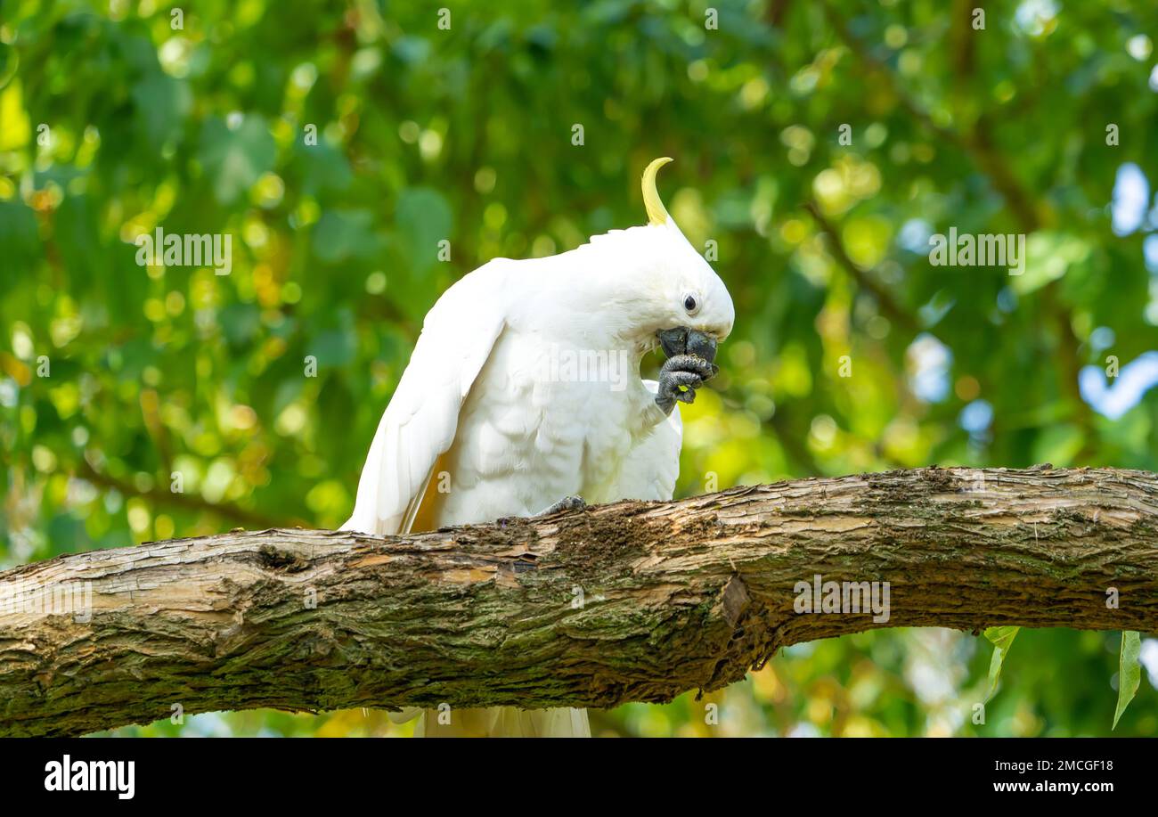 A sulphur-crested cockatoo (Cacatua galerita) tries to clean it’s beak of sticky fruit residue. Stock Photo