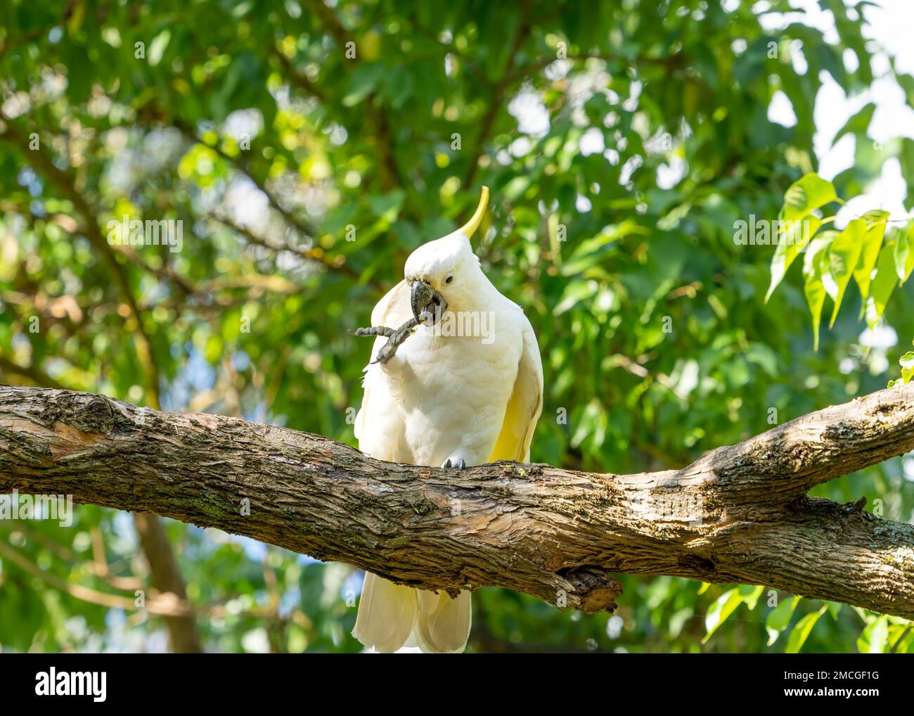 A sulphur-crested cockatoo (Cacatua galerita) tries to clean it’s toe with it’s beak or it’s beak with it’s toe Stock Photo