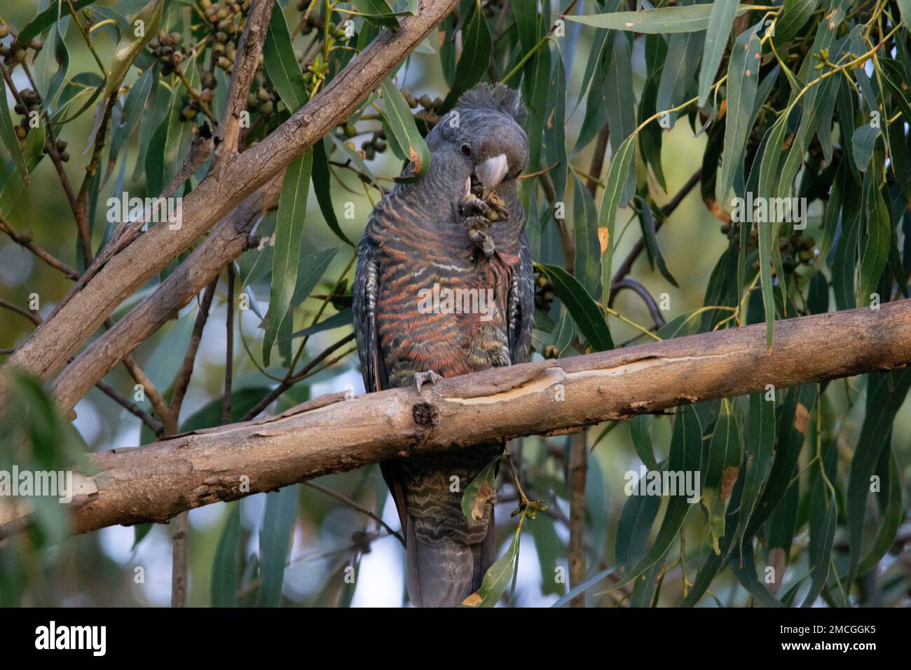 A female gang gang cockatoo (Callocephalon fimbriatum) feeding on gum nuts in a eucalyptus tree. Stock Photo