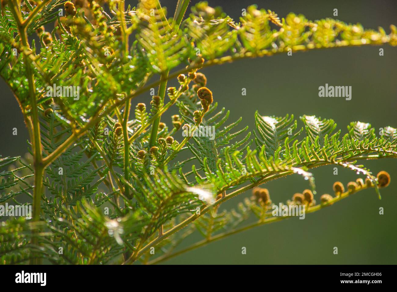 Young bracken fern (Pteridium esculentum) shoots unfurling Stock Photo