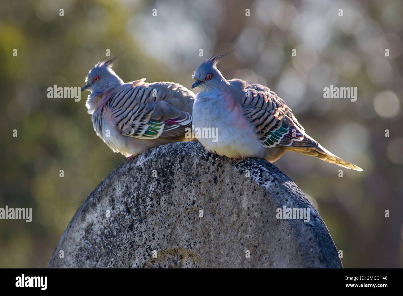 A pair of Australian crested pigeons (Ocyphaps lophotes) perched together Stock Photo