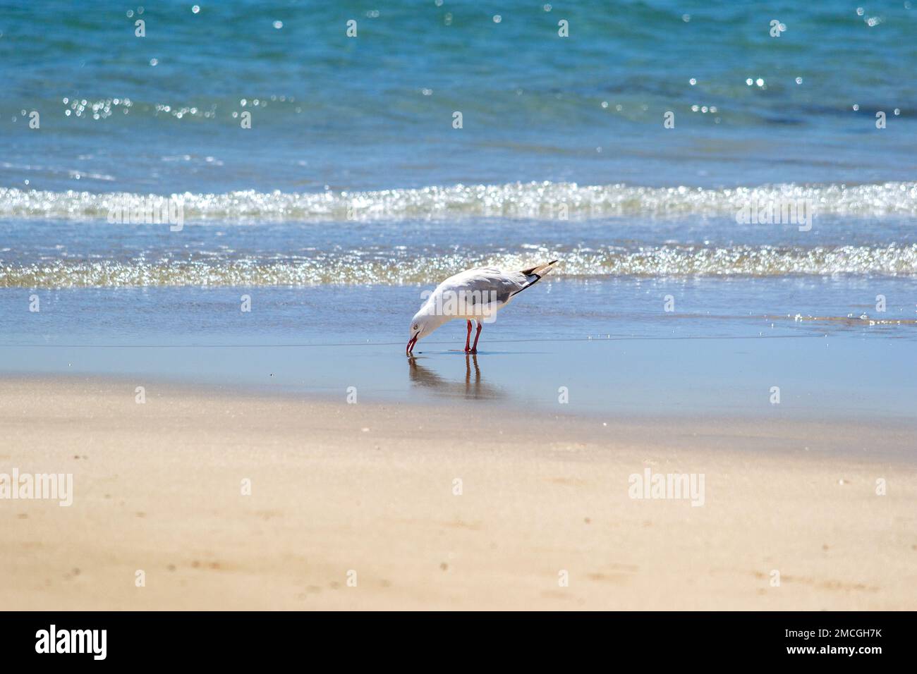 Silver gull feeding on the beach Stock Photo