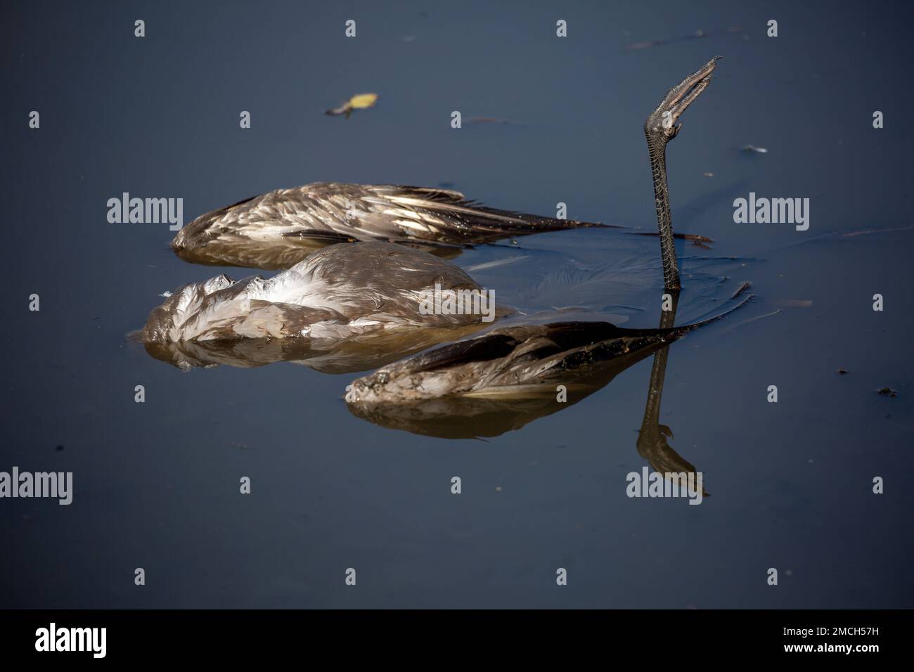 A dead crane lies in the Hula Lake conservation area, north of the Sea of  Galilee, in northern Israel, Sunday, Jan. 2, 2022. Bird flu has killed  thousands of migratory cranes and